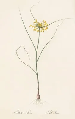 Allium flavum (Allium flavum)