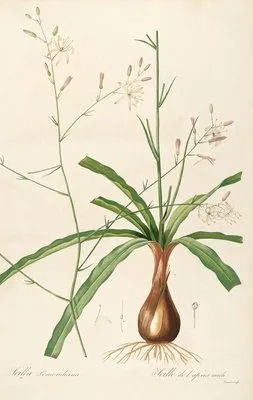 Les liliacees Pl.01 (Les liliacees Pl.01)