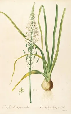 Les liliacees Pl.02 (Les liliacees Pl.02)