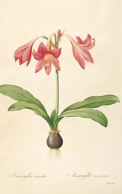 Les liliacees Pl.04 (Les liliacees Pl.04)