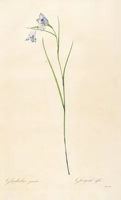 Les liliacees Pl.05 (Les liliacees Pl.05)