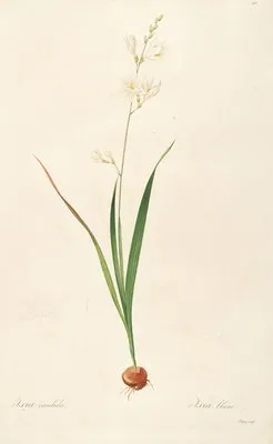 Les liliacees Pl.06 (Les liliacees Pl.06)