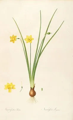 Les liliacees Pl.08 (Les liliacees Pl.08)