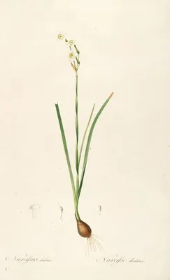 Les liliacees Pl.09 (Les liliacees Pl.09)