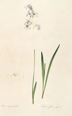 Les liliacees Pl.11 (Les liliacees Pl.11)