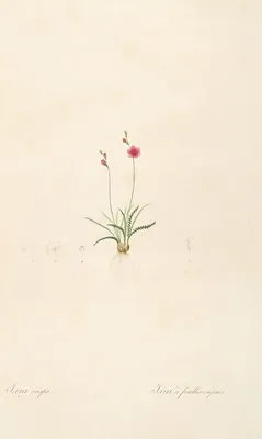 Les liliacees Pl.13 (Les liliacees Pl.13)
