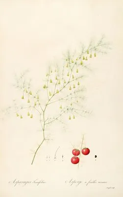 Les liliacees Pl.14 (Les liliacees Pl.14)