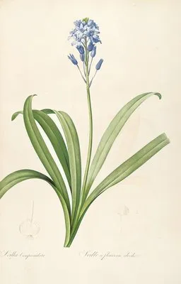 Les liliacees Pl.15 (Les liliacees Pl.15)