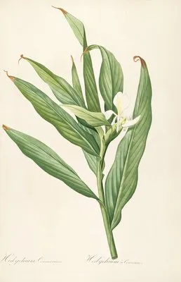 Les liliacees Pl.16 (Les liliacees Pl.16)