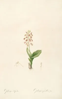 Les liliacees Pl.17 (Les liliacees Pl.17)