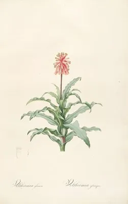 Les liliacees Pl.20 (Les liliacees Pl.20)
