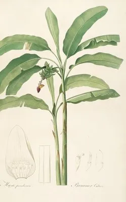 Les liliacees Pl.22 (Les liliacees Pl.22)