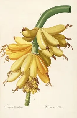 Les liliacees Pl.23 (Les liliacees Pl.23)