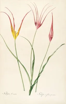 Les liliacees Pl.24 (Les liliacees Pl.24)