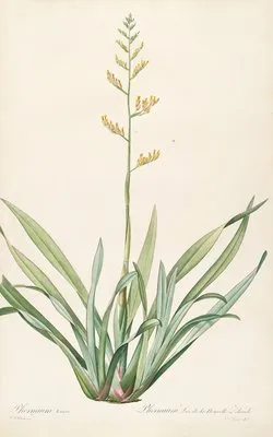 Les liliacees Pl.27 (Les liliacees Pl.27)
