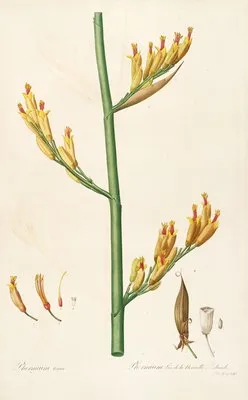 Les liliacees Pl.28 (Les liliacees Pl.28)
