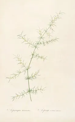 Les liliacees Pl.30 (Les liliacees Pl.30)