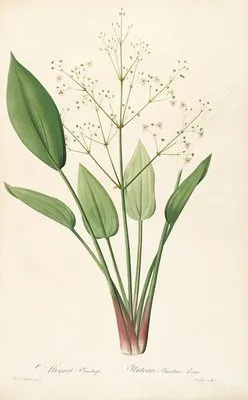 Les liliacees Pl.31 (Les liliacees Pl.31)