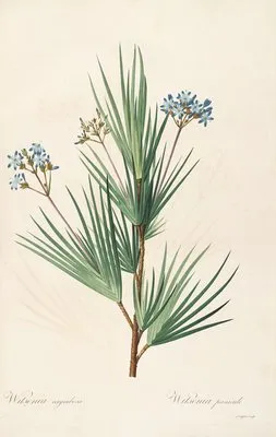 Les liliacees Pl.32 (Les liliacees Pl.32)