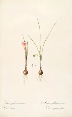 Les liliacees Pl.33 (Les liliacees Pl.33)
