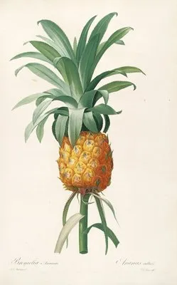 Les liliacees Pl.35 (Les liliacees Pl.35)