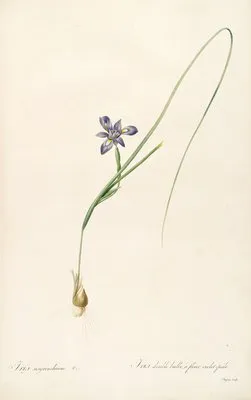 Les liliacees Pl.37 (Les liliacees Pl.37)