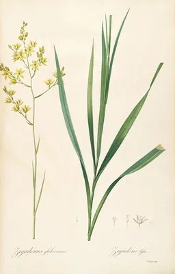 Les liliacees Pl.40 (Les liliacees Pl.40)