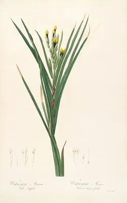 Les liliacees Pl.42 (Les liliacees Pl.42)