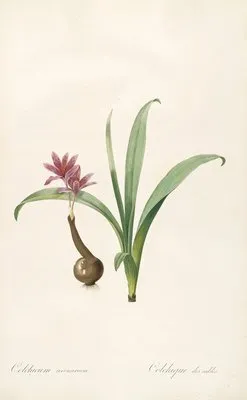 Les liliacees Pl.46 (Les liliacees Pl.46)