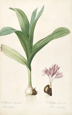 Les liliacees Pl.47 (Les liliacees Pl.47)