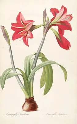 Les liliacees Pl.48 (Les liliacees Pl.48)