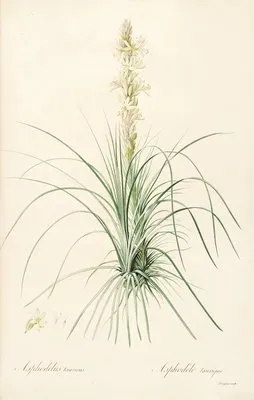 Les liliacees Pl.49 (Les liliacees Pl.49)