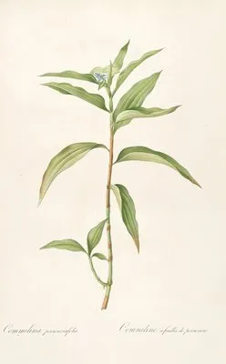 Les liliacees Pl.51 (Les liliacees Pl.51)