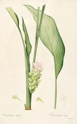 Les liliacees Pl.52 (Les liliacees Pl.52)