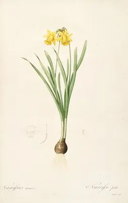 Les liliacees Pl.59 (Les liliacees Pl.59)