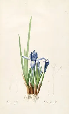 Les liliacees Pl.60 (Les liliacees Pl.60)