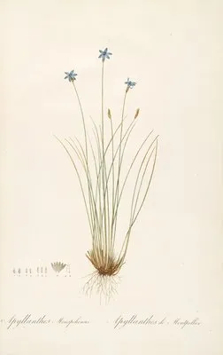 Les liliacees Pl.62 (Les liliacees Pl.62)