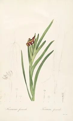 Les liliacees Pl.63 (Les liliacees Pl.63)