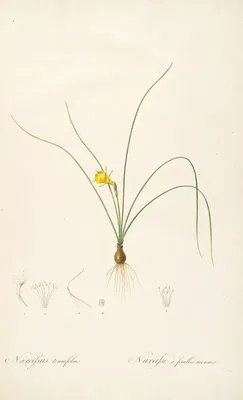 Les liliacees Pl.65 (Les liliacees Pl.65)
