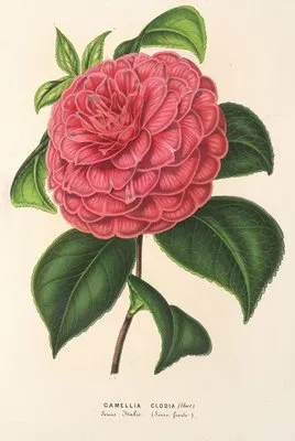 Camellia Clodia (Camellia Clodia)