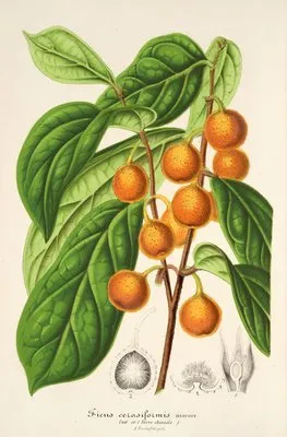 Ficus cerasiformis (Ficus cerasiformis)
