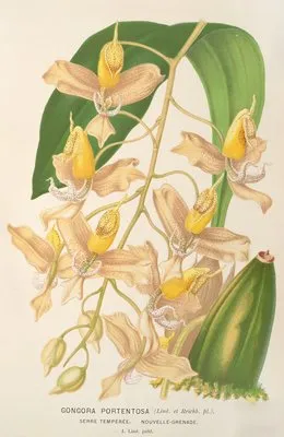 Gongora portentosa (Gongora portentosa)
