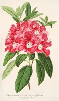 Rhododendrum azaleoides, var. crispinorum (Rhododendrum azaleoides, var. crispinorum)