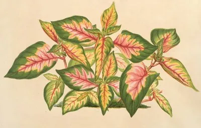 Alternanthera amabilis tricolor (Alternanthera amabilis tricolor)