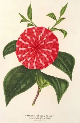 Camellia Stella polare (Camellia Stella polare)