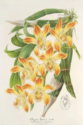 Chysis lævis