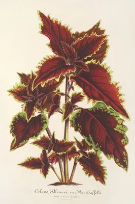 Coleus Verschaffeltii (Coleus Verschaffeltii)