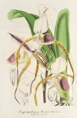 Cypripedium Stonei (Cypripedium Stonei)