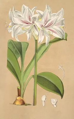 Griffinia Blumenavia (Griffinia Blumenavia)