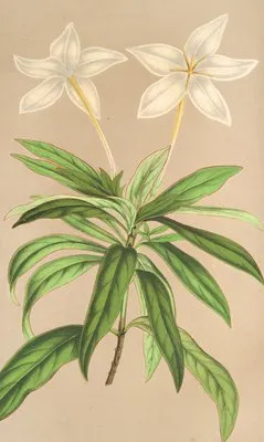Lindenia rivalis (Lindenia rivalis)